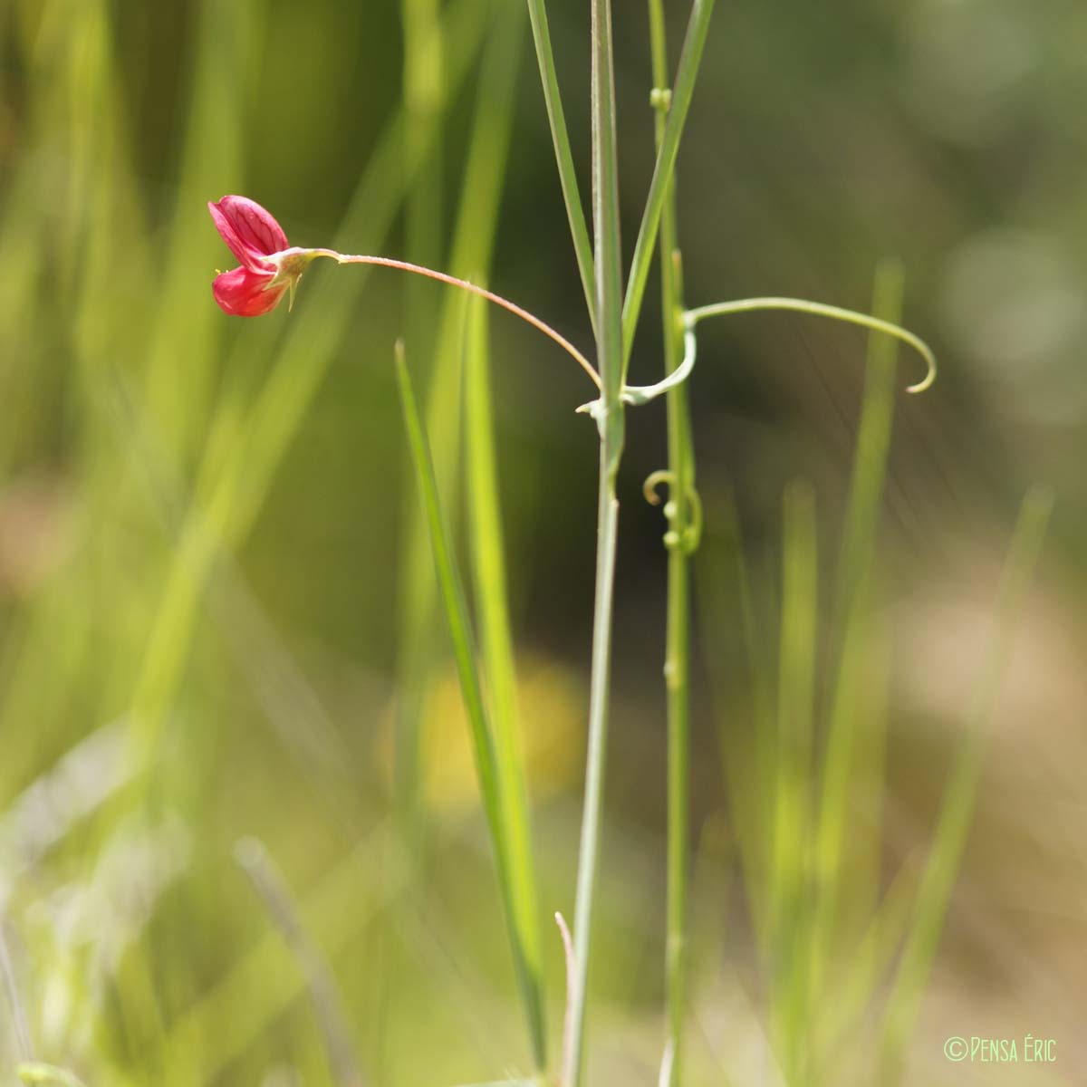 Gesse à feuilles fines - Lathyrus setifolius