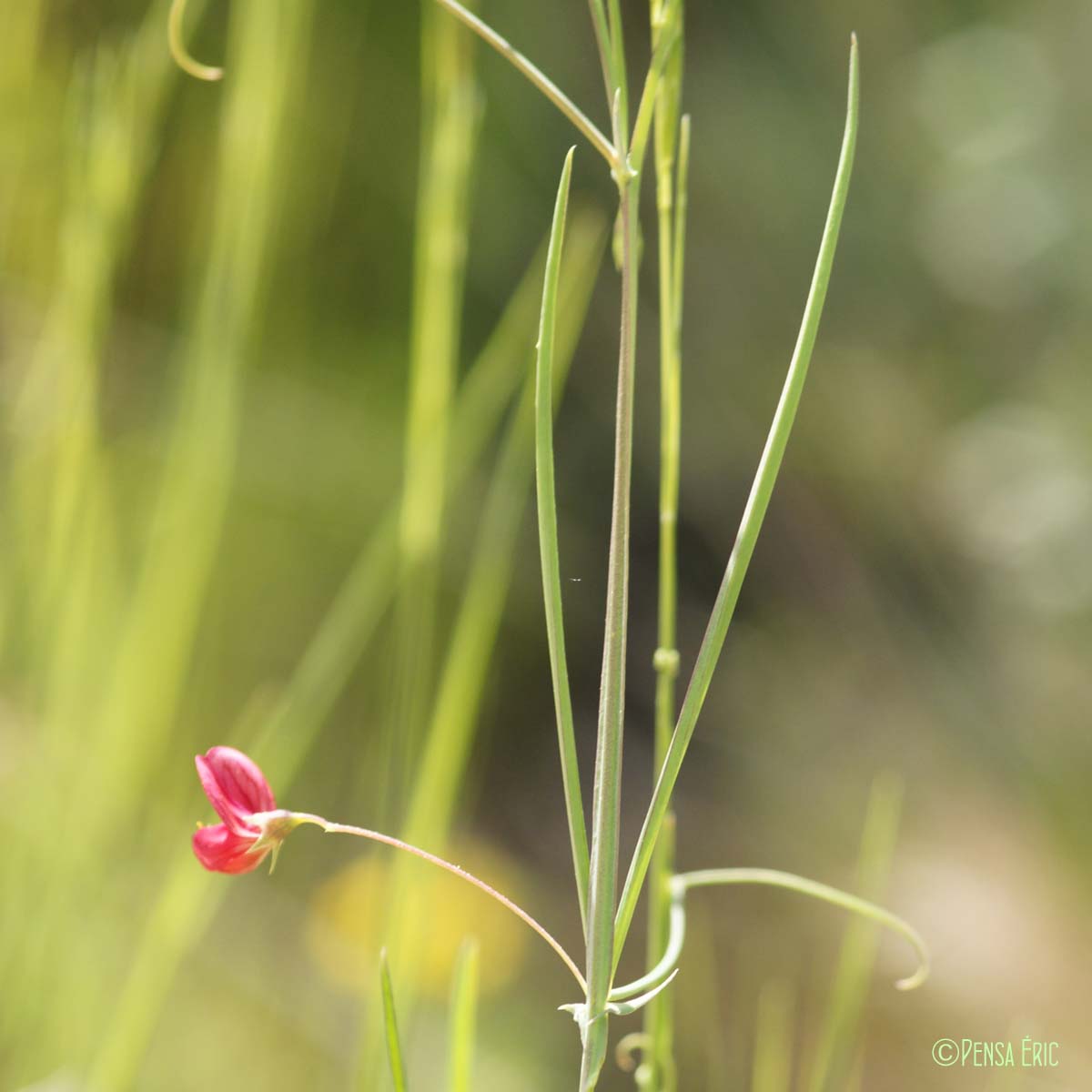 Gesse à feuilles fines - Lathyrus setifolius