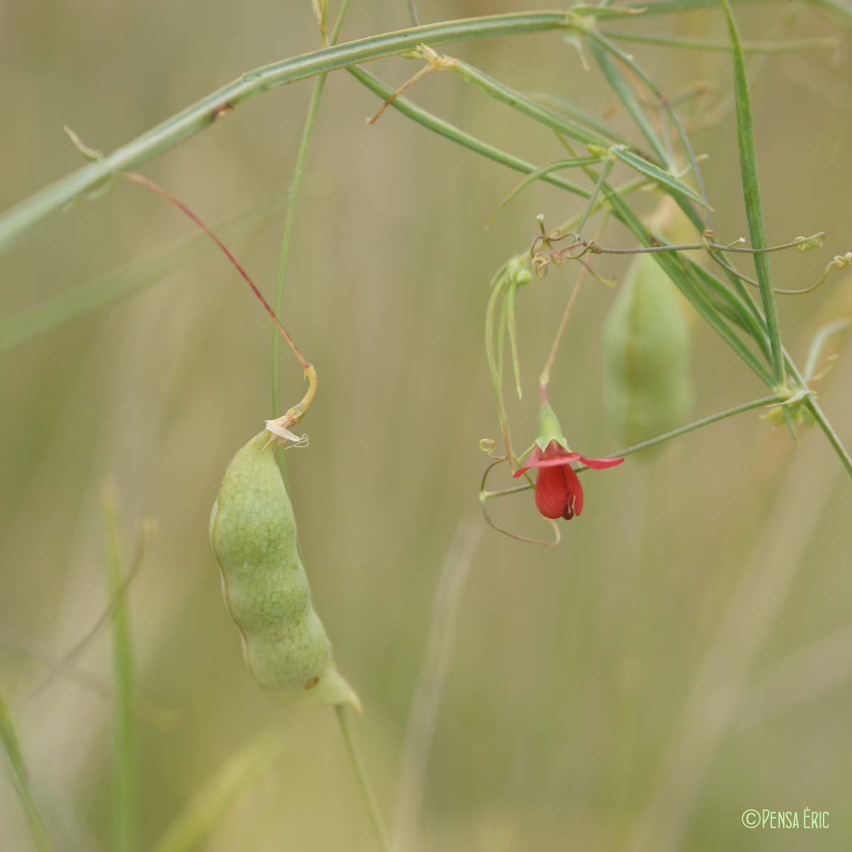 Gesse à feuilles fines - Lathyrus setifolius