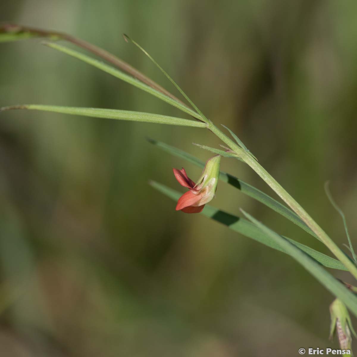 Gesse à graines rondes - Lathyrus sphaericus