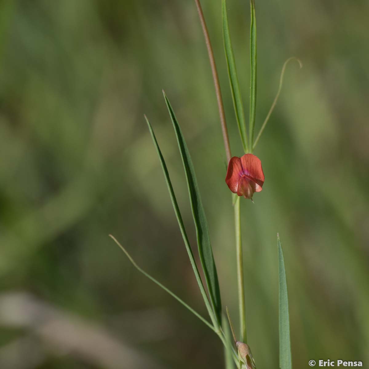 Gesse à graines rondes - Lathyrus sphaericus