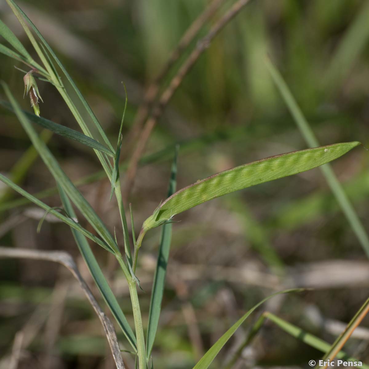 Gesse à graines rondes - Lathyrus sphaericus