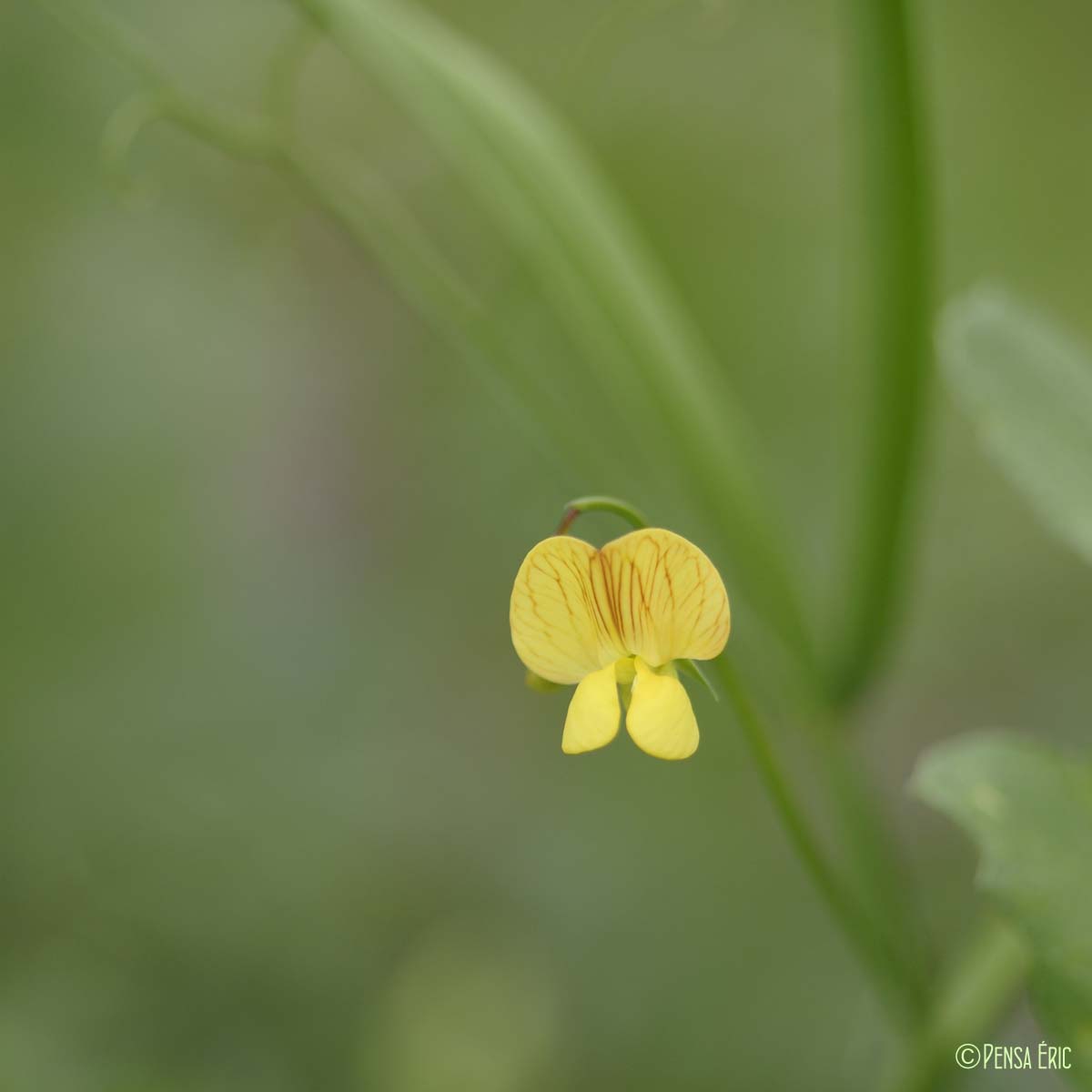 Gesse annuelle - Lathyrus annuus