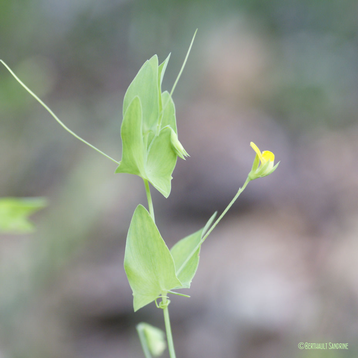 Gesse aphaca - Lathyrus aphaca