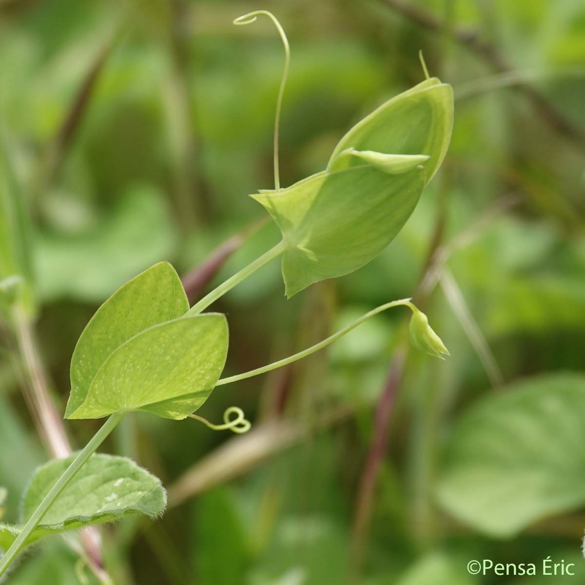 Gesse aphaca - Lathyrus aphaca