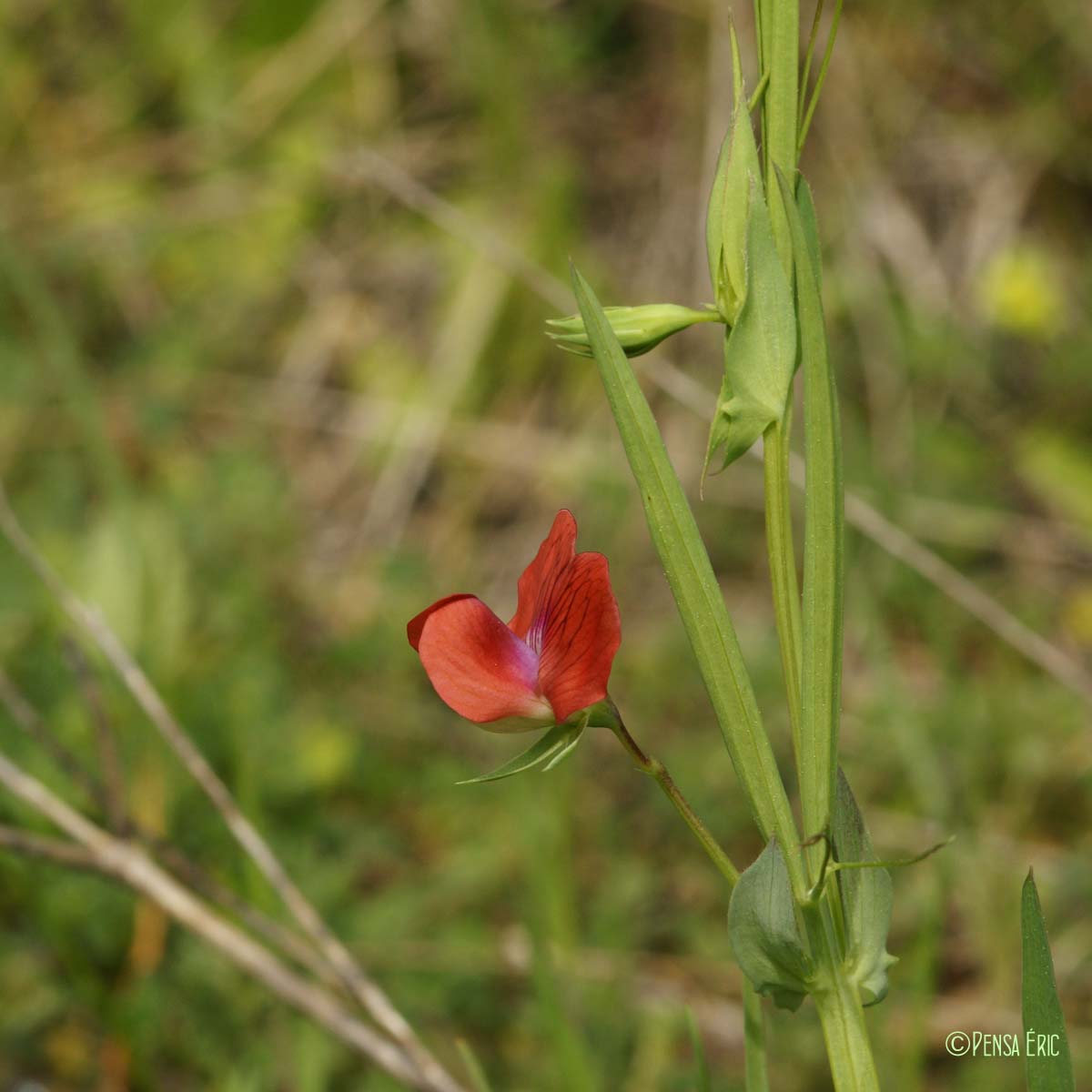 Gesse chiche - Lathyrus cicera