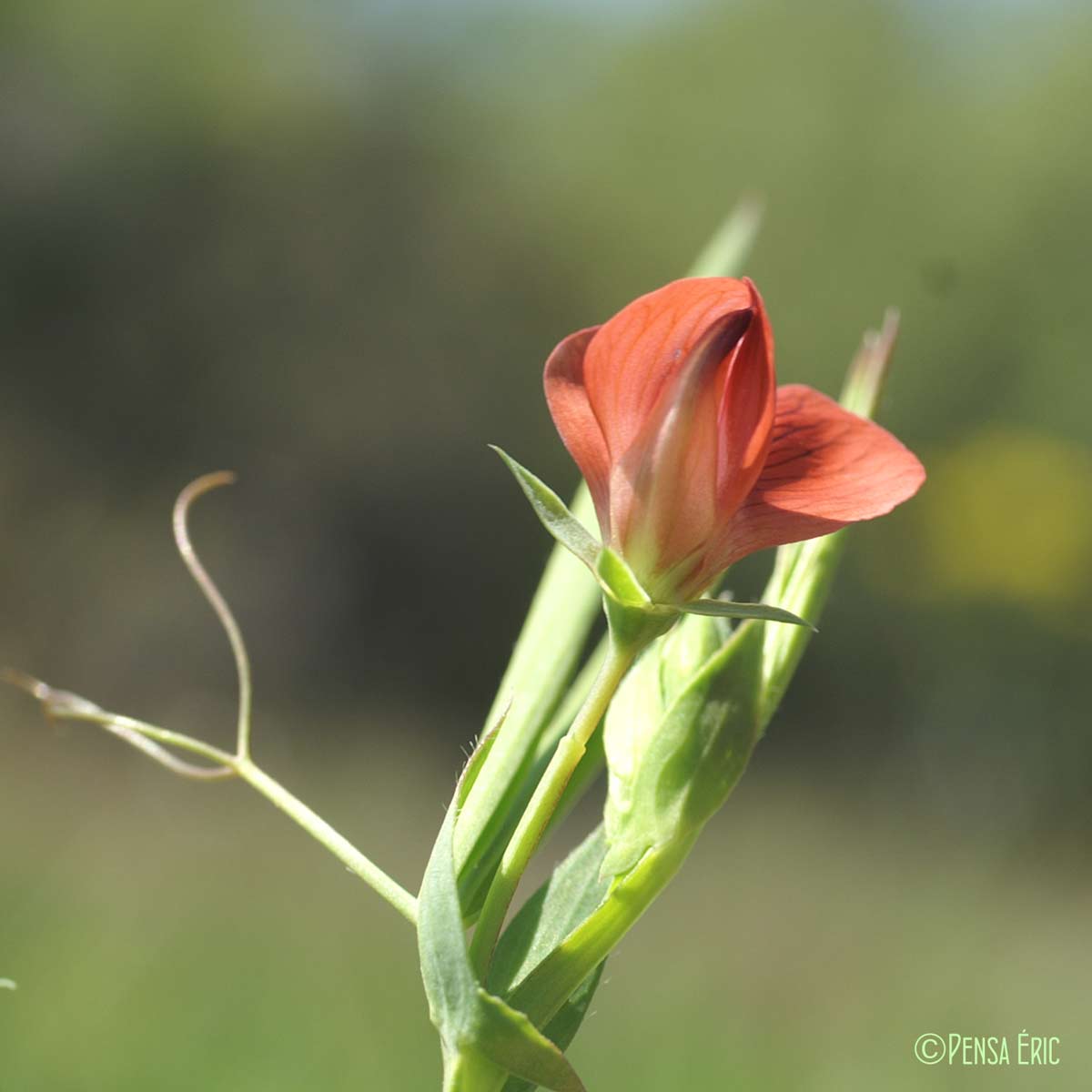 Gesse chiche - Lathyrus cicera