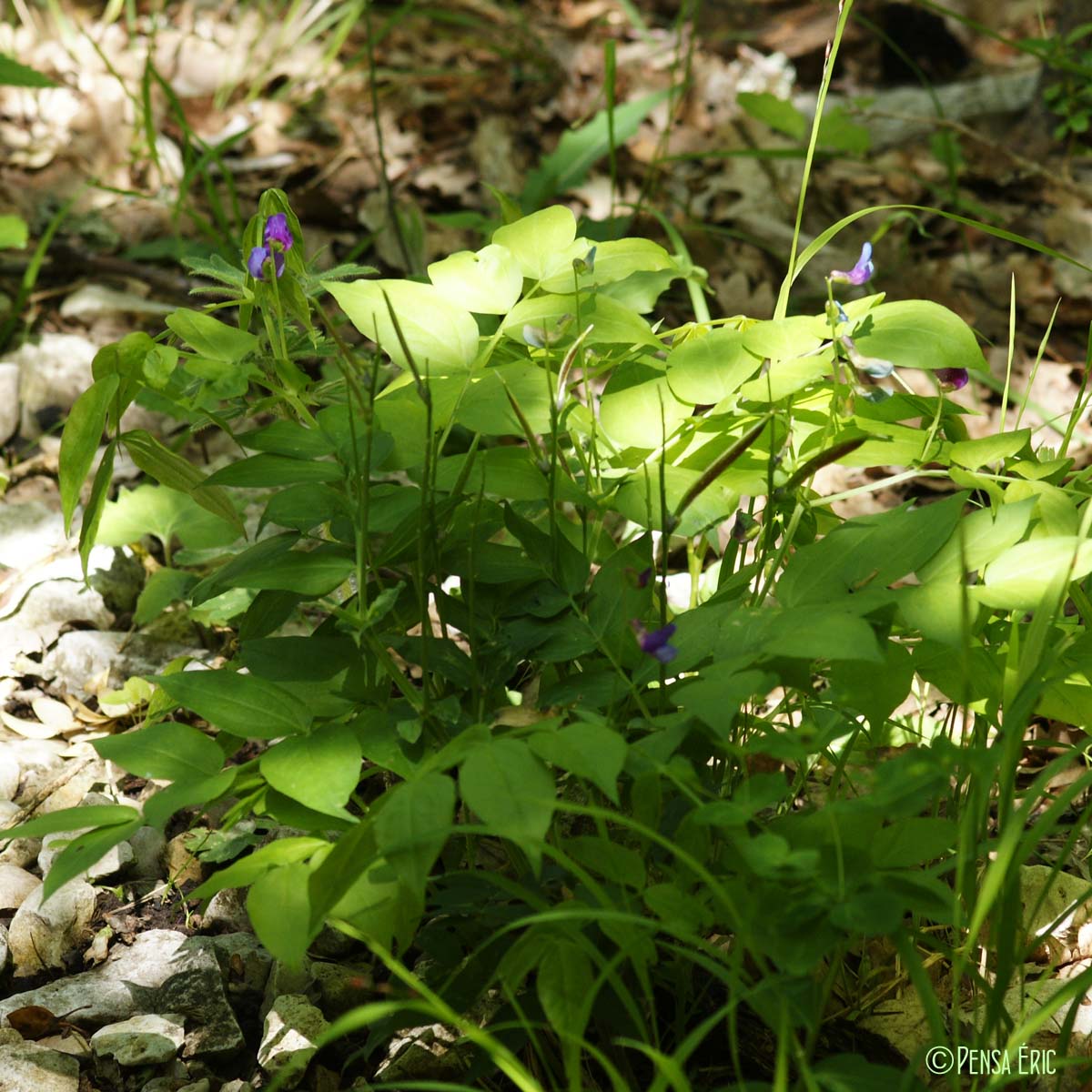 Gesse du printemps - Lathyrus vernus