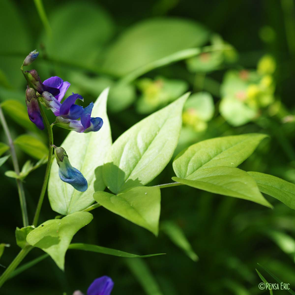 Gesse du printemps - Lathyrus vernus