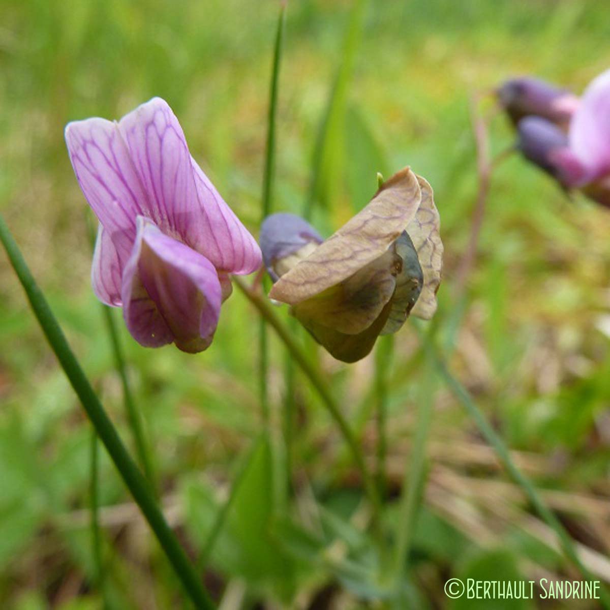 Gesse des montagnes - Lathyrus linifolius