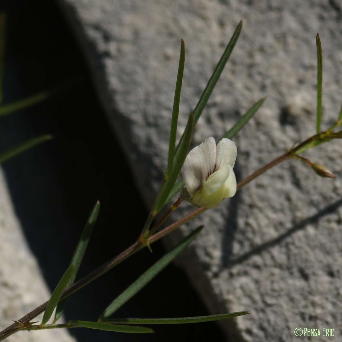 Gesse des rochers - Vicia saxatilis