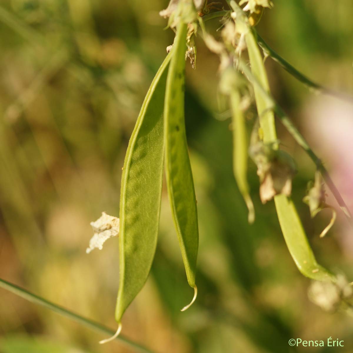 Gesse à feuilles variables - Lathyrus heterophyllus