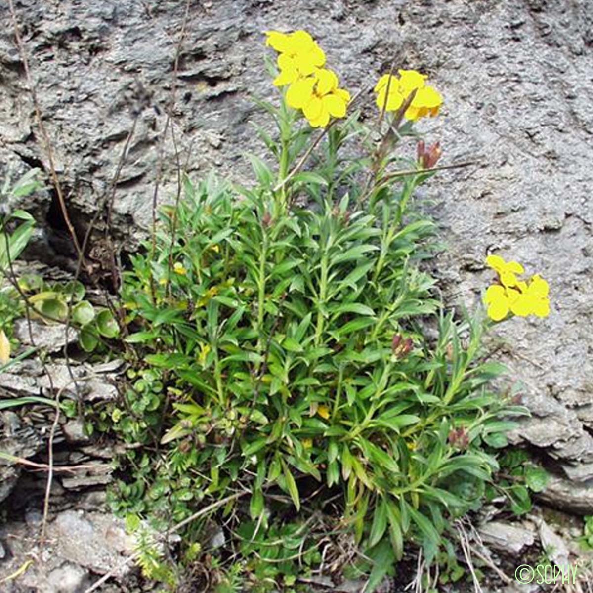 Giroflée des murailles - Erysimum cheiri