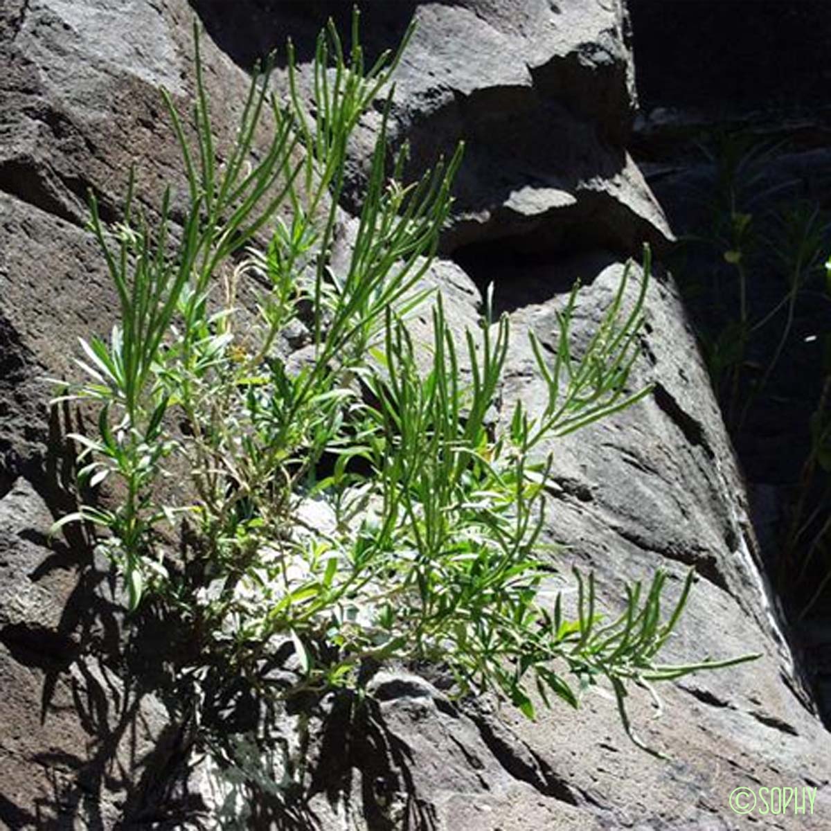 Giroflée des murailles - Erysimum cheiri