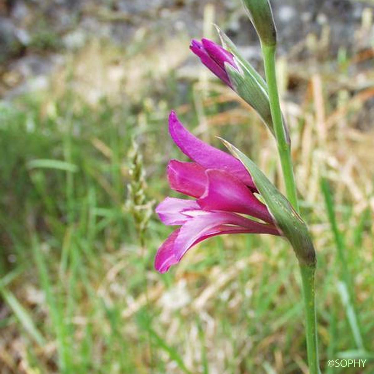 Glaïeul d'Illyrie - Gladiolus gallaecicus