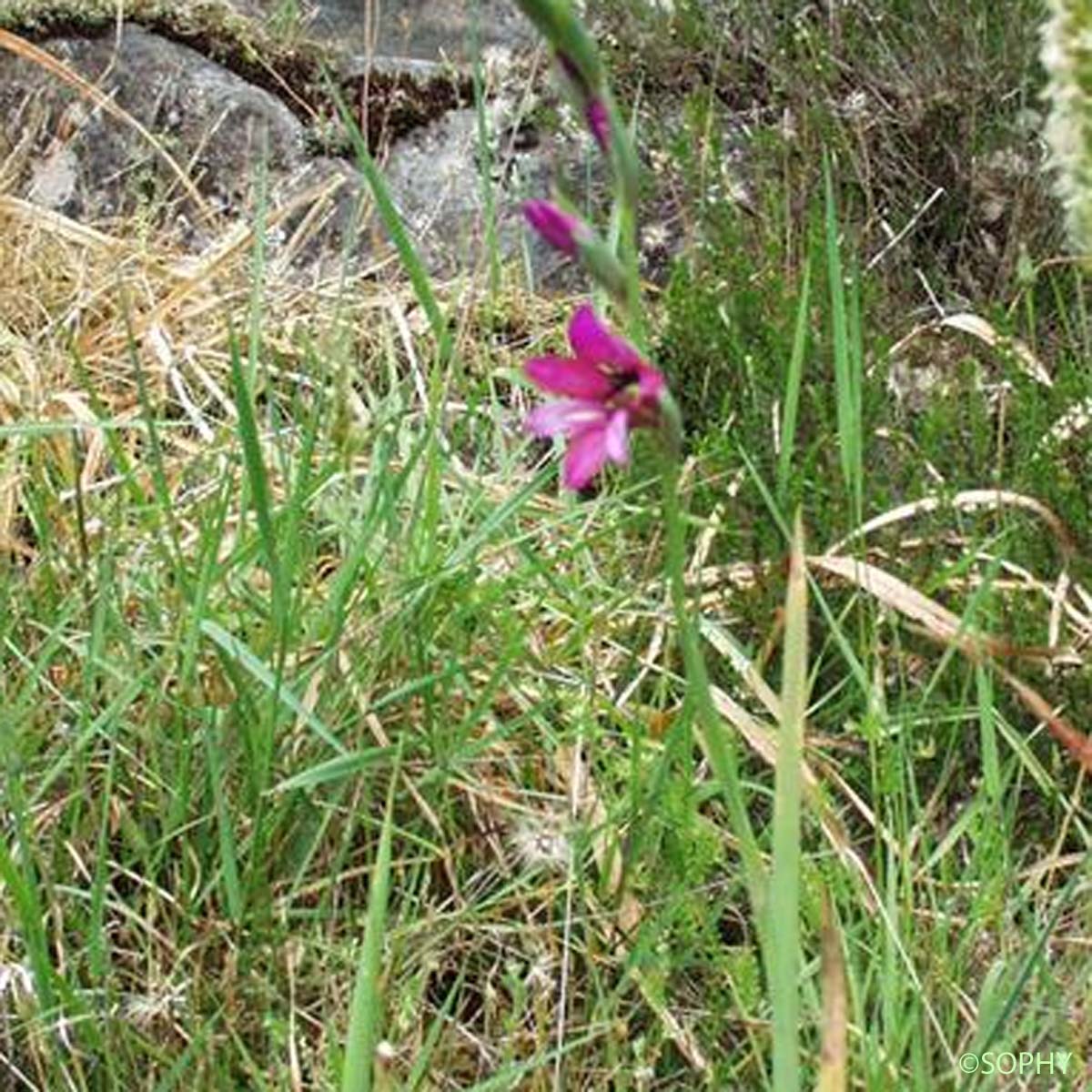 Glaïeul d'Illyrie - Gladiolus gallaecicus