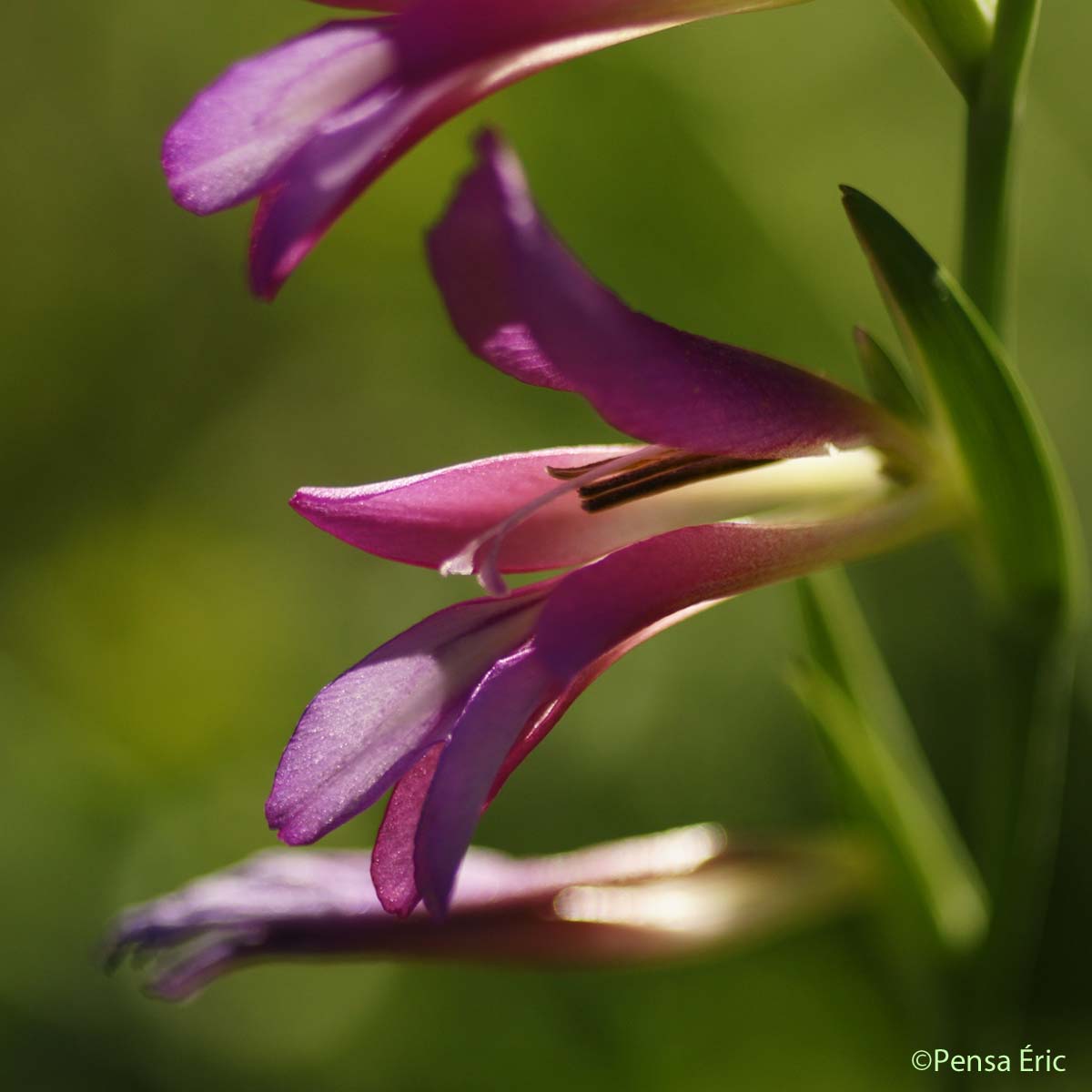 Glaïeul d'Italie - Gladiolus italicus