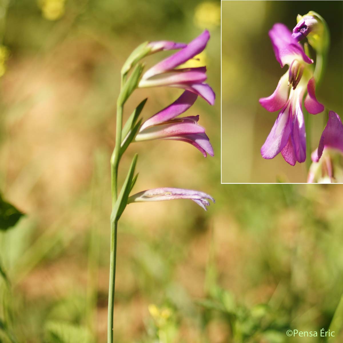 Glaïeul d'Italie - Gladiolus italicus