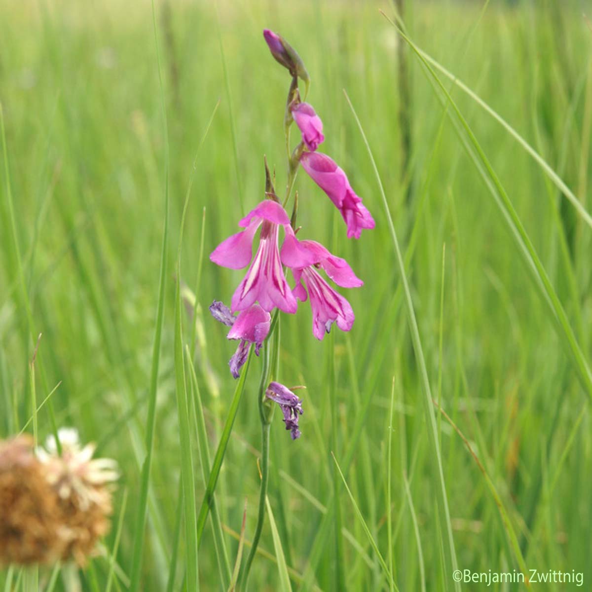 Glaïeul des marais - Gladiolus palustris