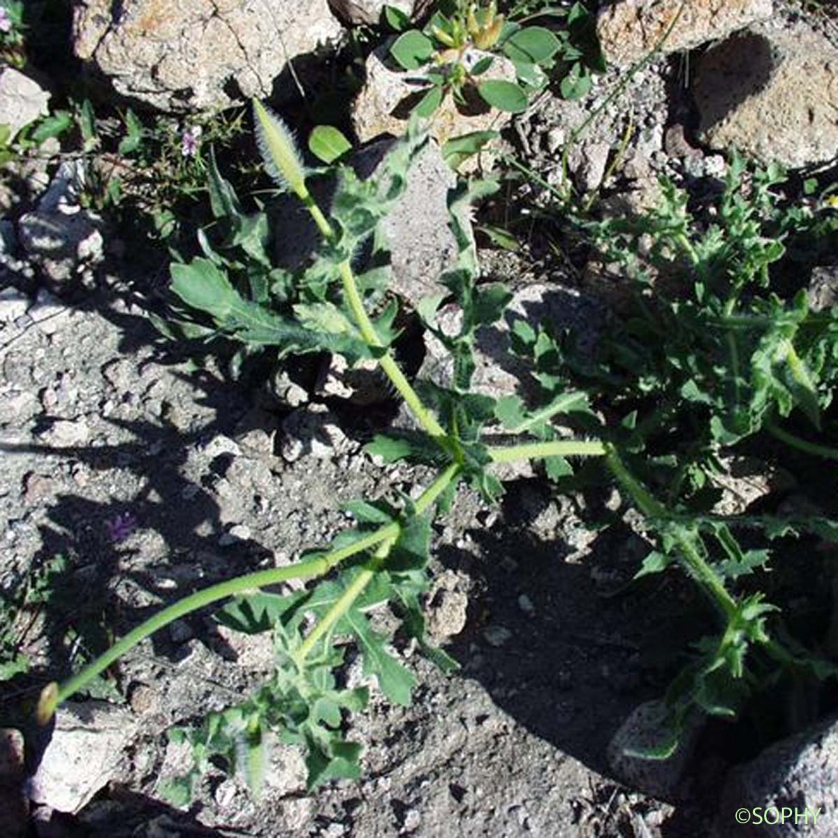 Glaucienne corniculée - Glaucium corniculatum subsp. corniculatum
