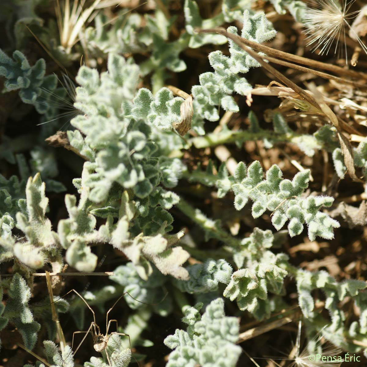 Glaucienne jaune - Glaucium flavum