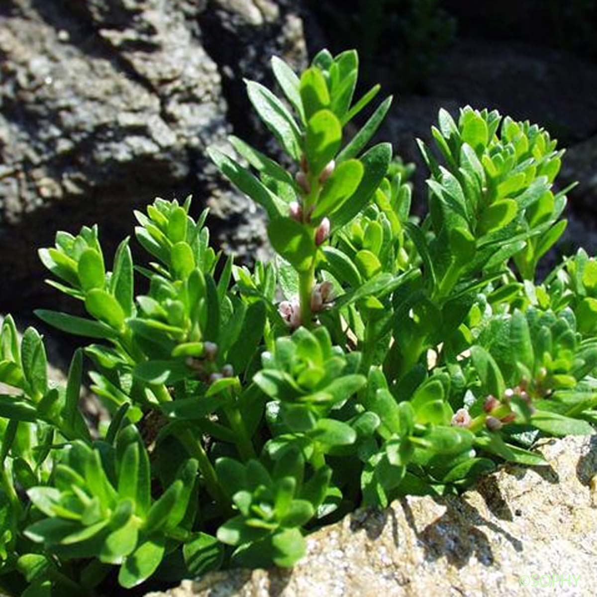 Glaux - Lysimachia maritima