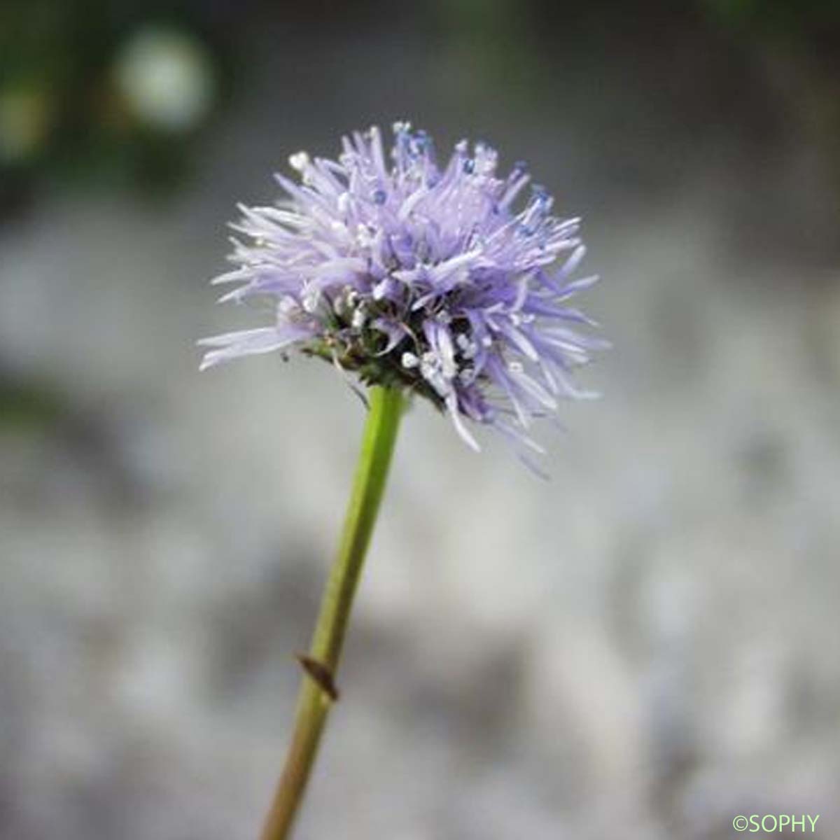 Globulaire à feuilles cordées - Globularia cordifolia