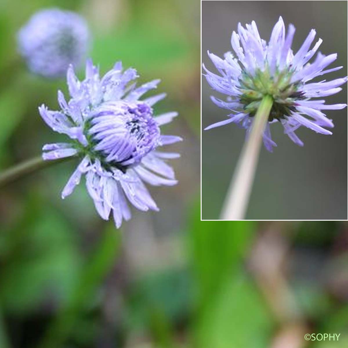 Globulaire à tige nue - Globularia nudicaulis