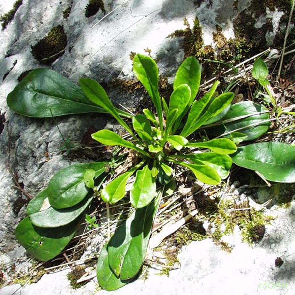 Globulaire à tige nue - Globularia nudicaulis