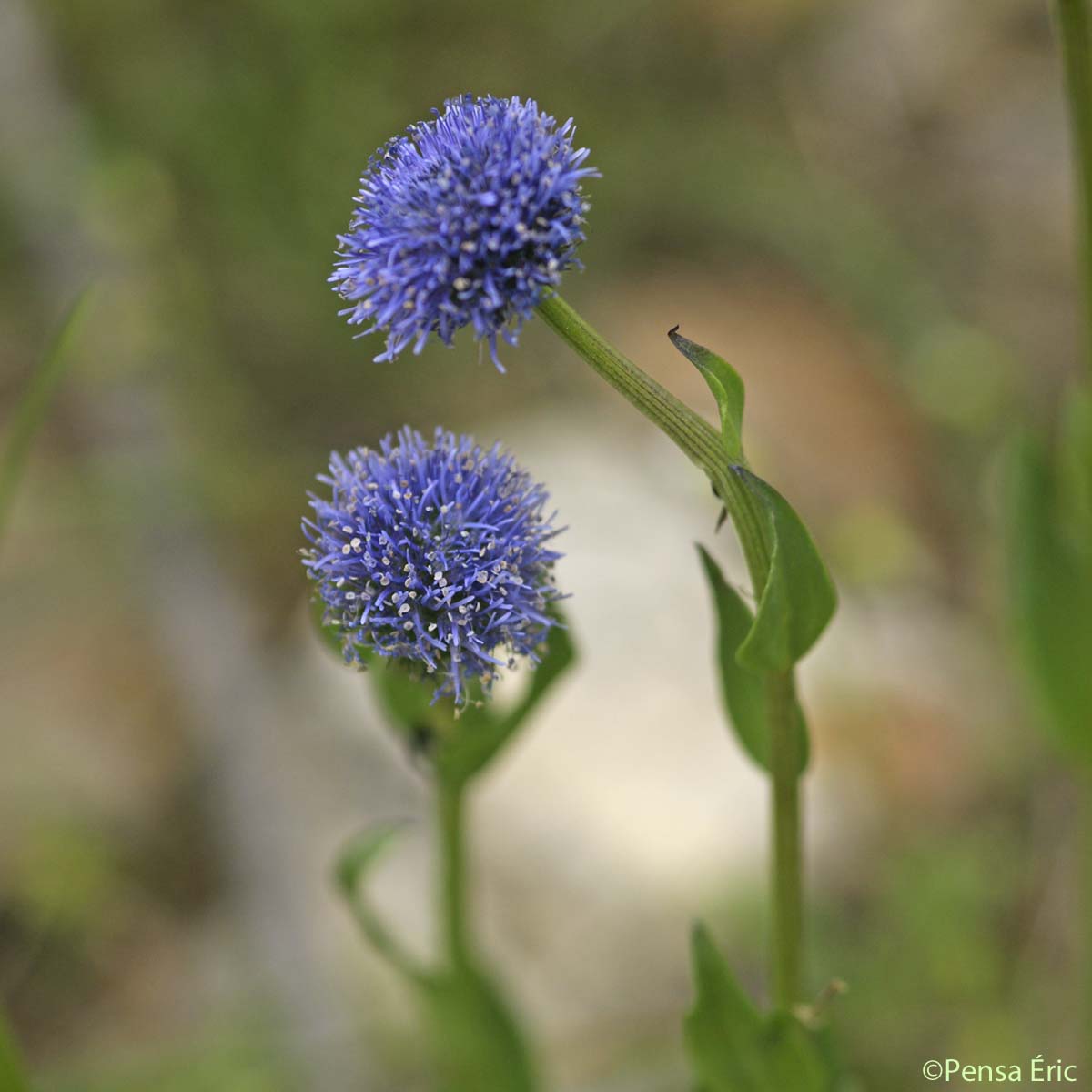 Globulaire allongée - Globularia bisnagarica