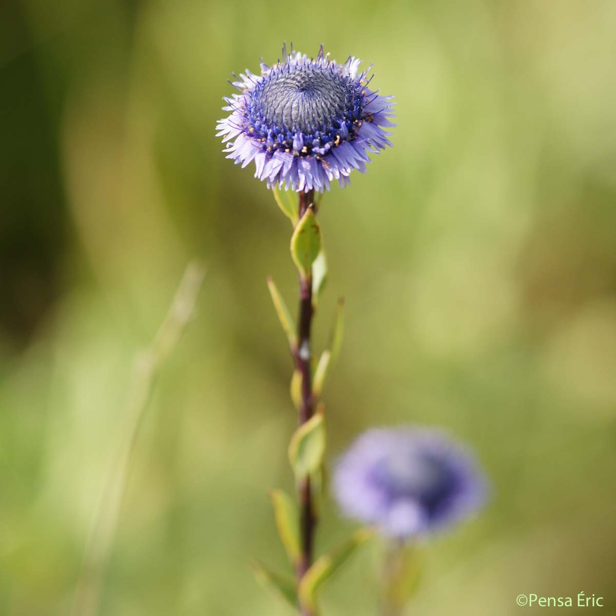 Globulaire Alypum - Globularia alypum