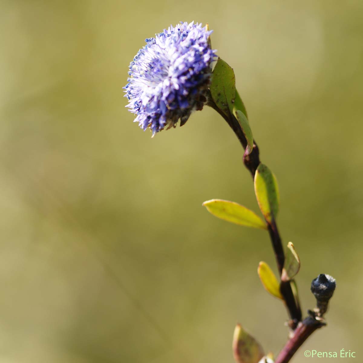 Globulaire Alypum - Globularia alypum