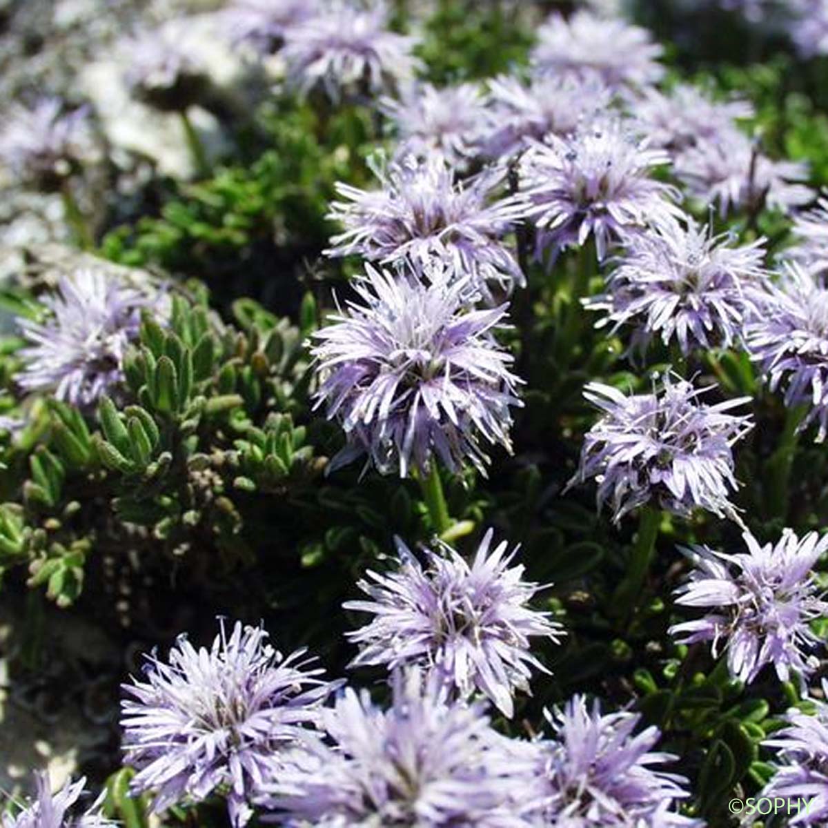 Globulaire rampante - Globularia repens