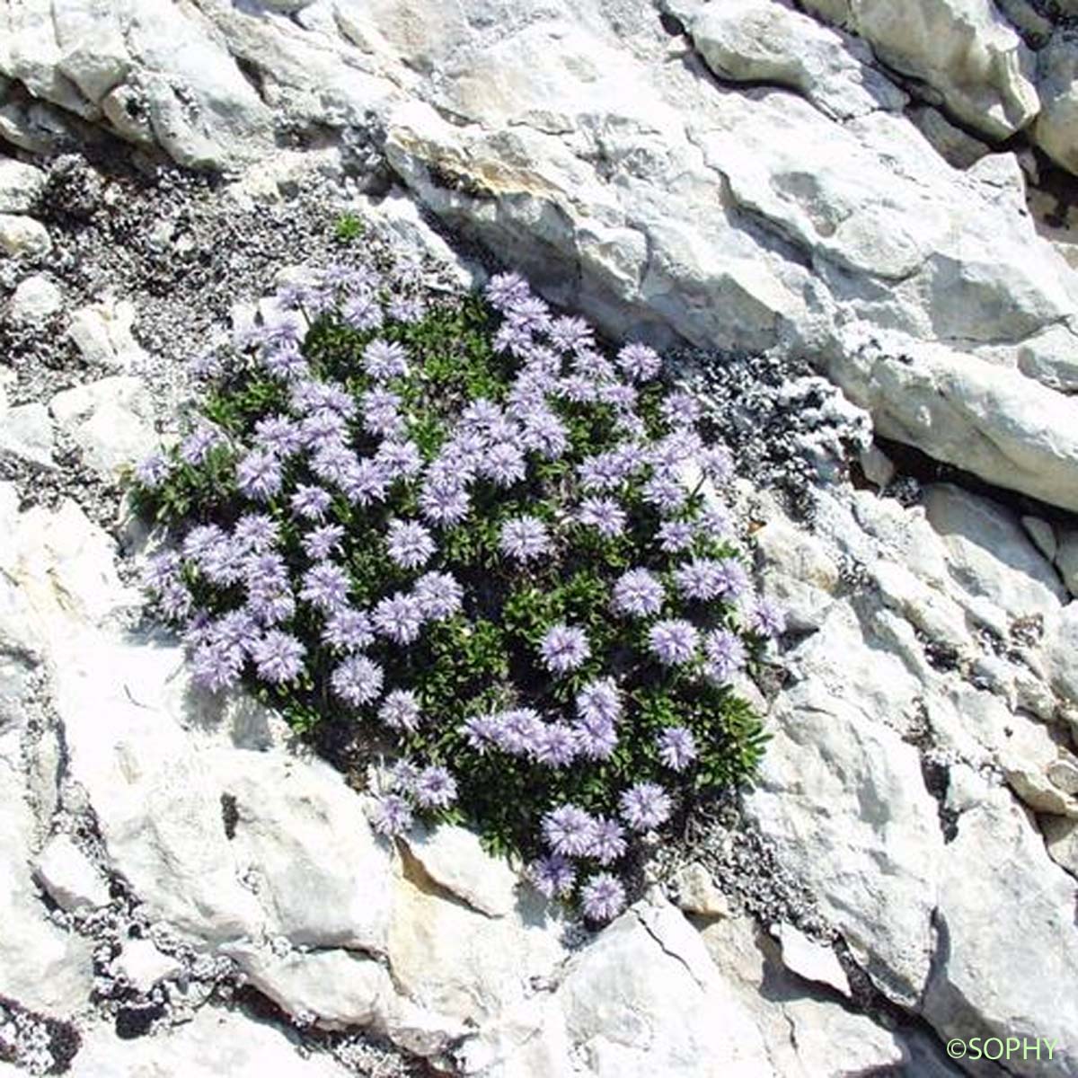 Globulaire rampante - Globularia repens