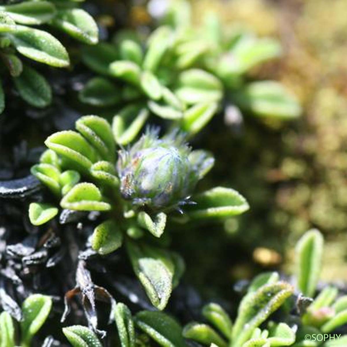 Globulaire rampante - Globularia repens