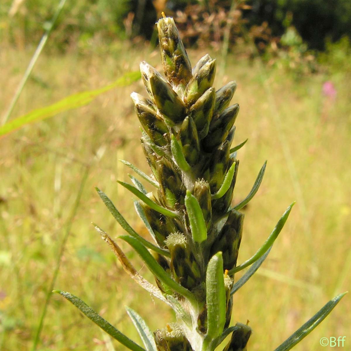 Gnaphale des forêts - Omalotheca sylvatica