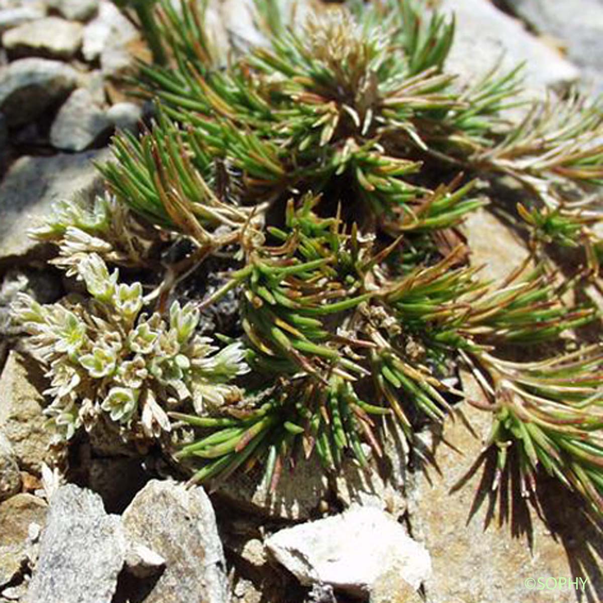 Gnavelle vivace - Scleranthus perennis subsp. polycnemoides