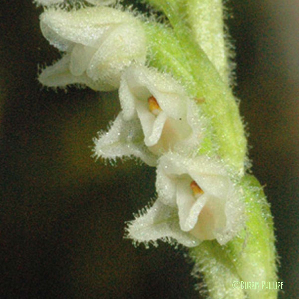 Goodyéra rampante - Goodyera repens