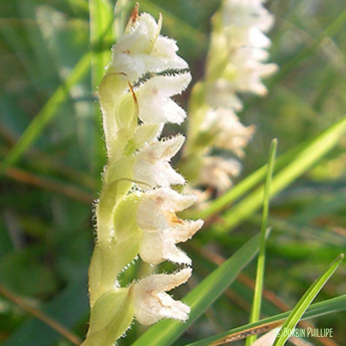 Goodyéra rampante - Goodyera repens