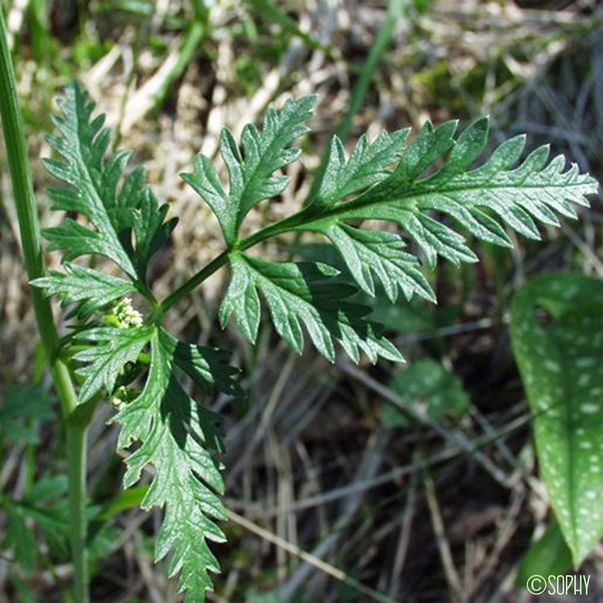 Grand Boucage - Pimpinella major