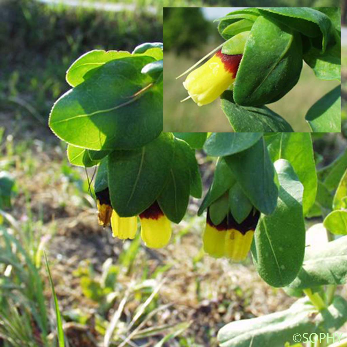 Grand Cérinthe - Cerinthe major subsp. major