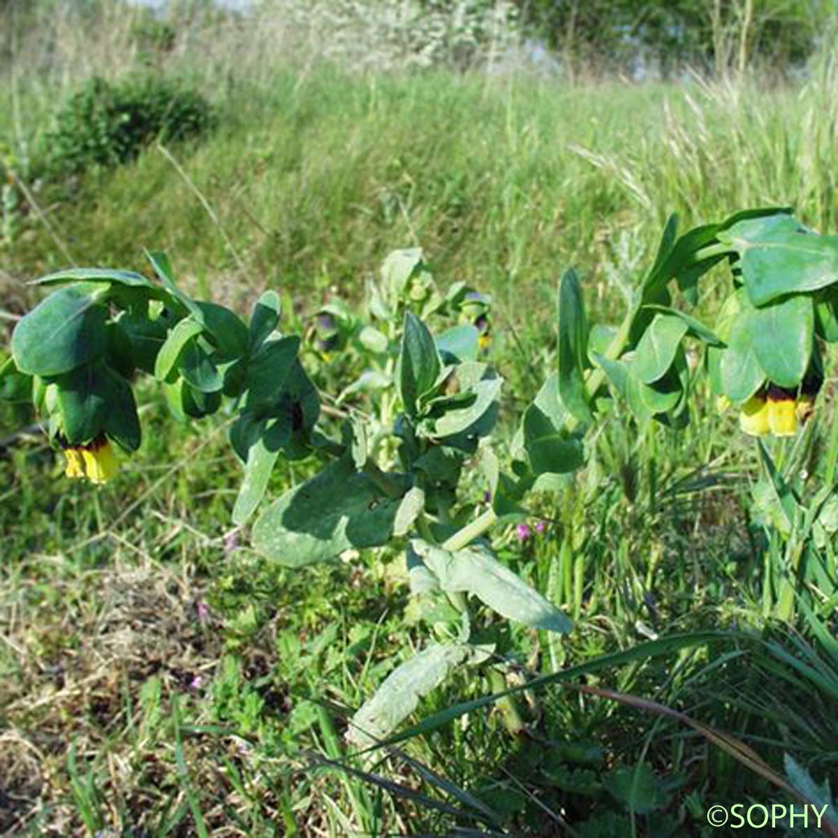 Grand Cérinthe - Cerinthe major subsp. major