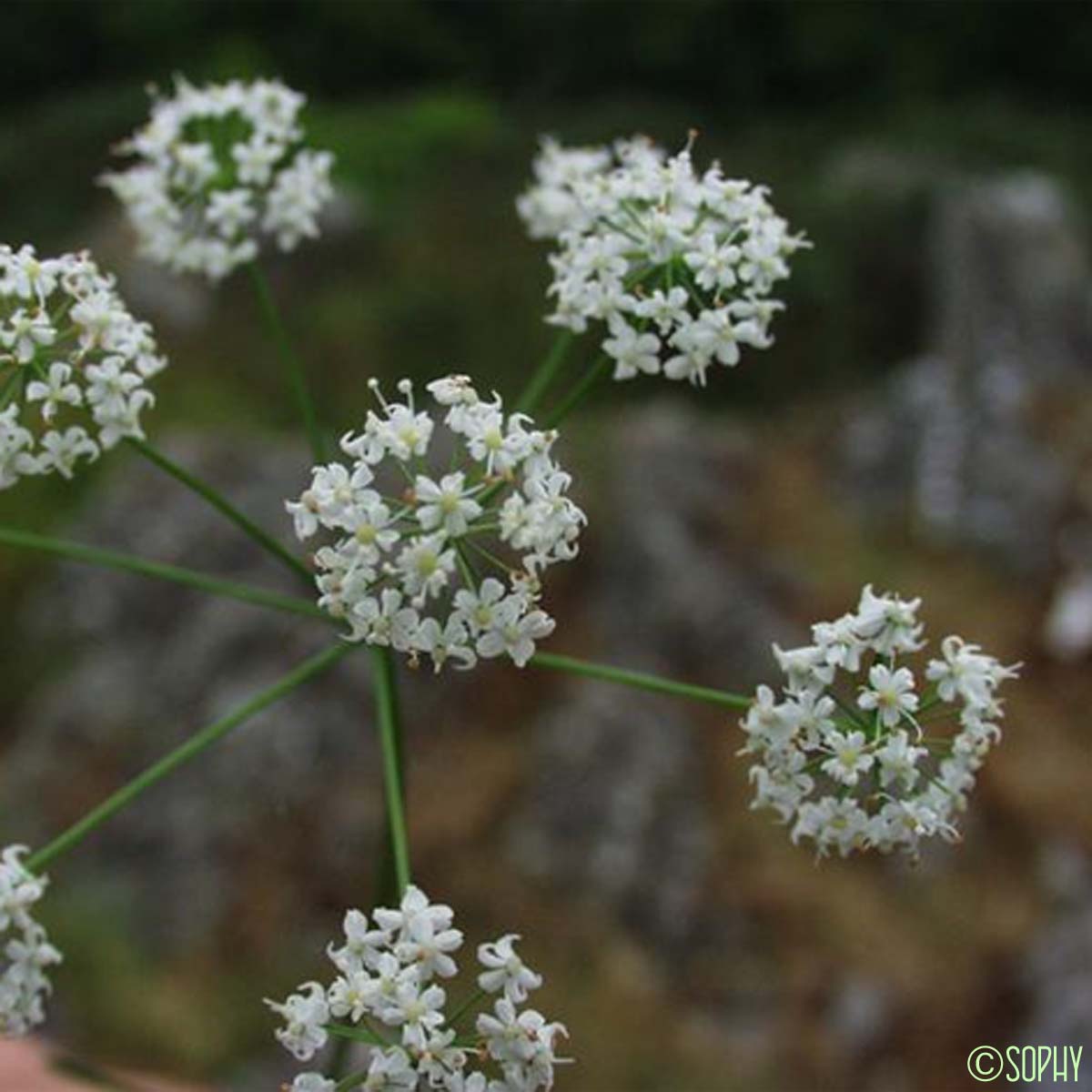 Grand conopode - Conopodium majus subsp. majus