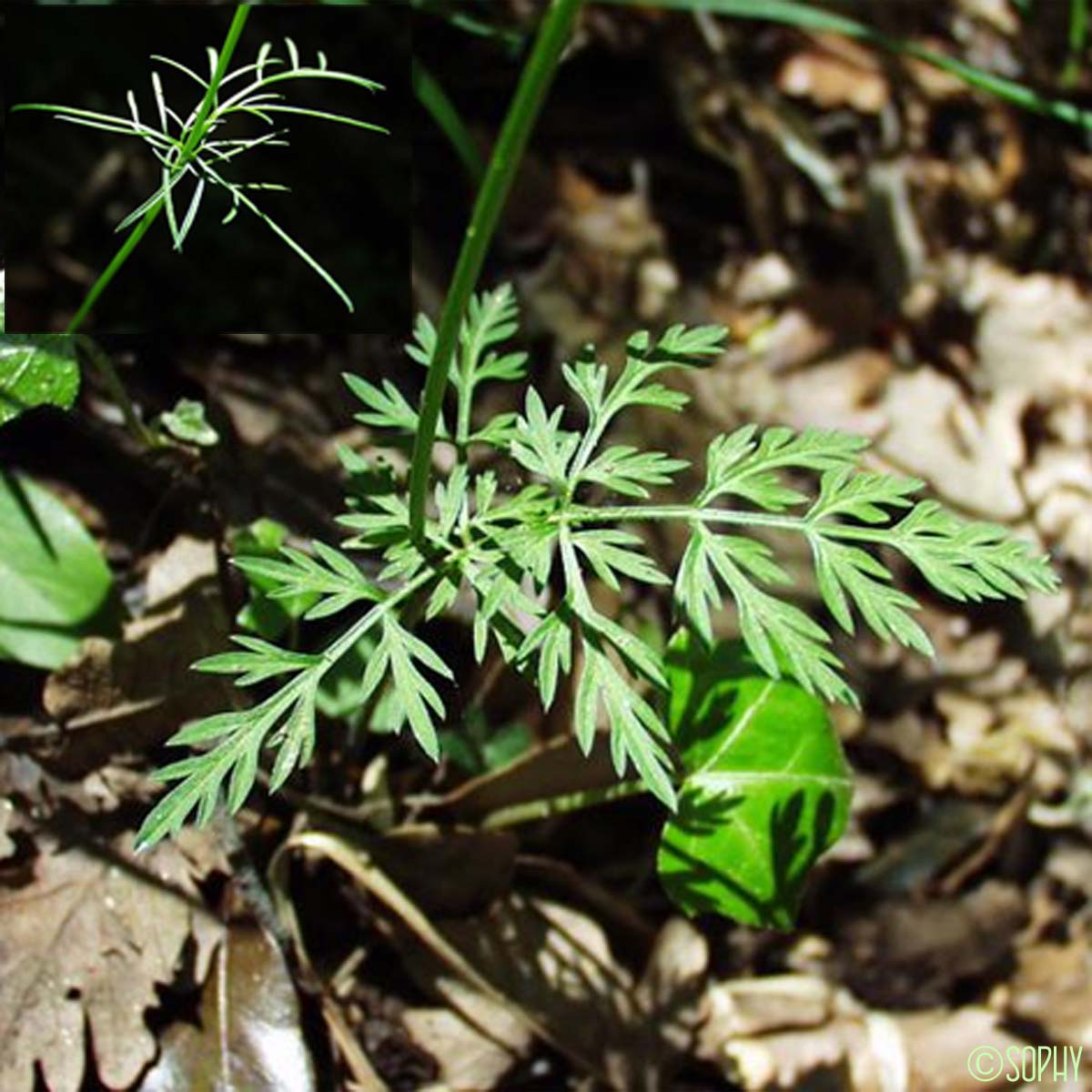 Grand conopode - Conopodium majus subsp. majus