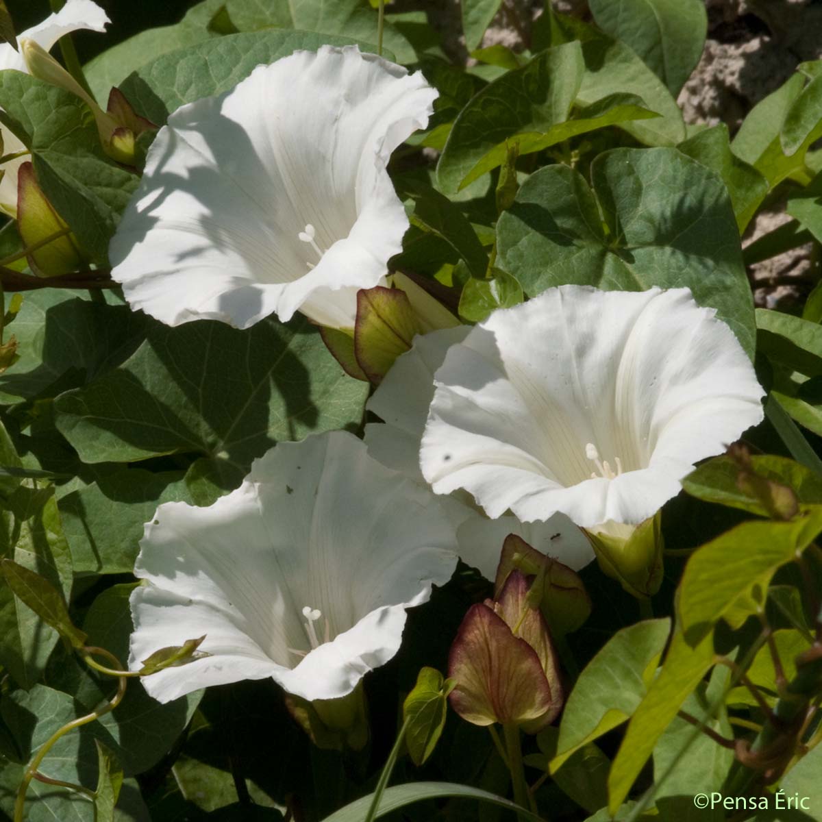 Grand Liseron - Convolvulus sepium