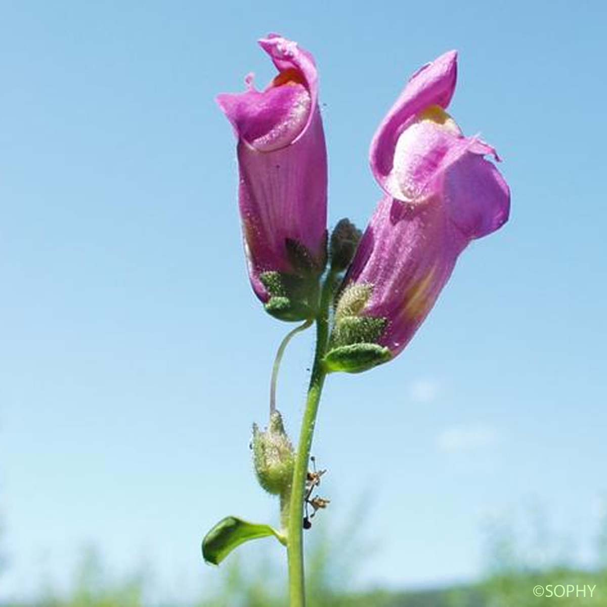 Grand Muflier - Antirrhinum majus