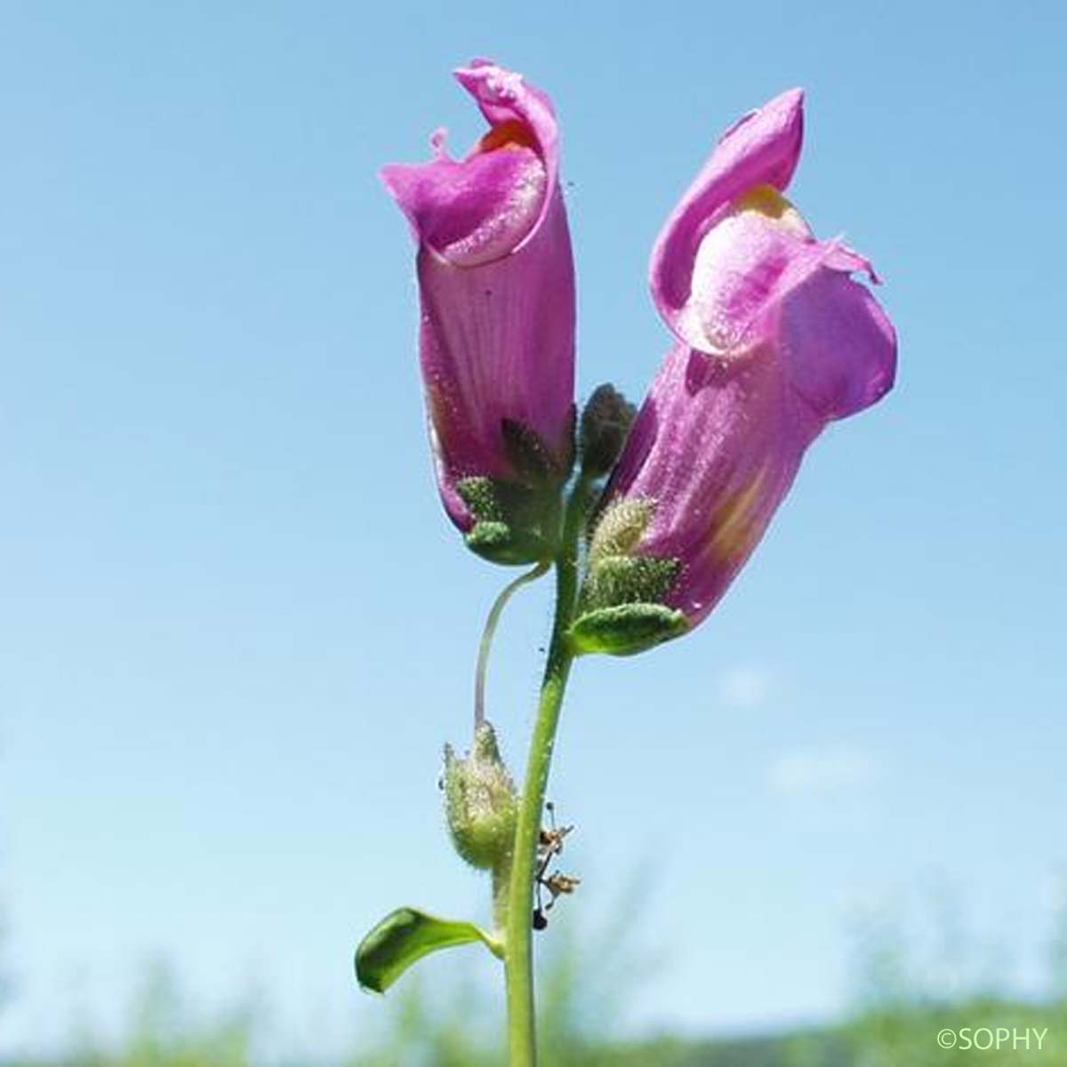 Grand Muflier - Antirrhinum majus subsp. majus