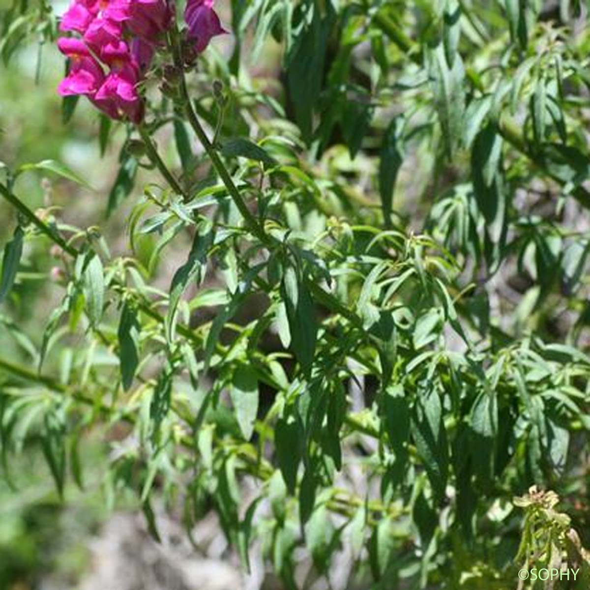 Grand Muflier - Antirrhinum majus