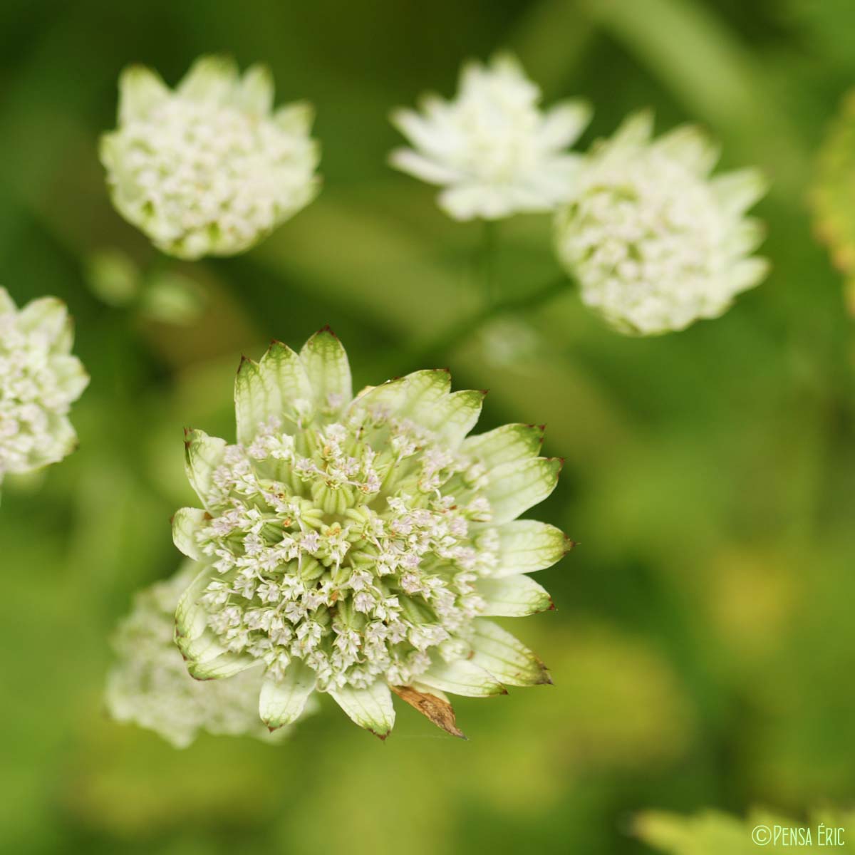 Grande Astrance - Astrantia major subsp. major