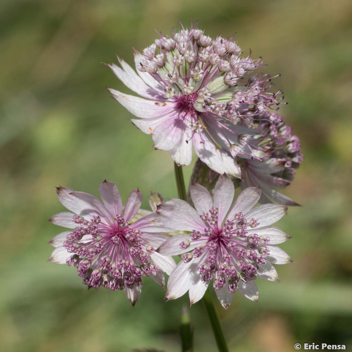 Grande Astrance - Astrantia major subsp. major